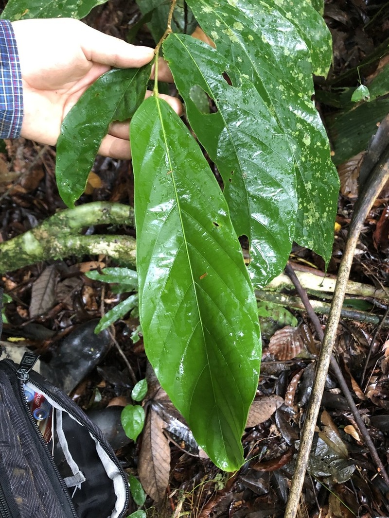 Ampelocera macrocarpa photo 4