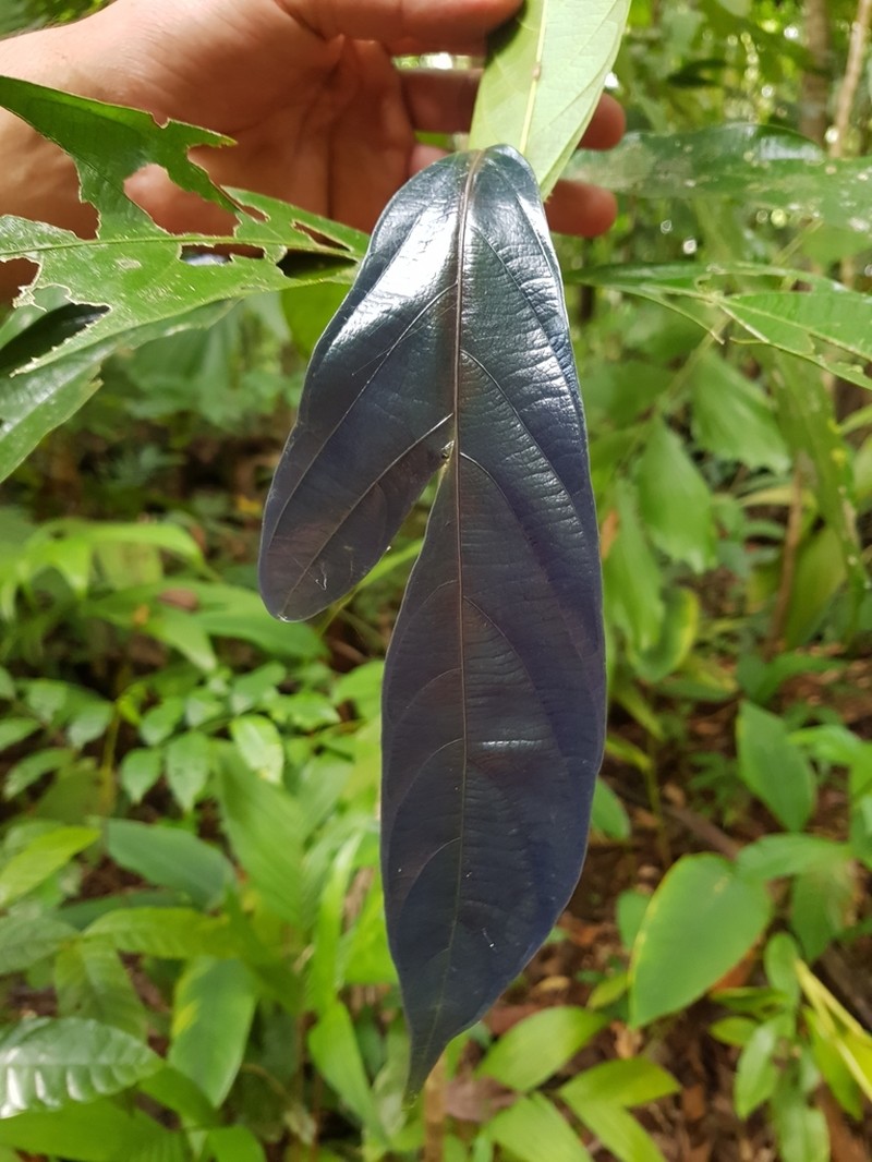 Ampelocera macrocarpa photo 5