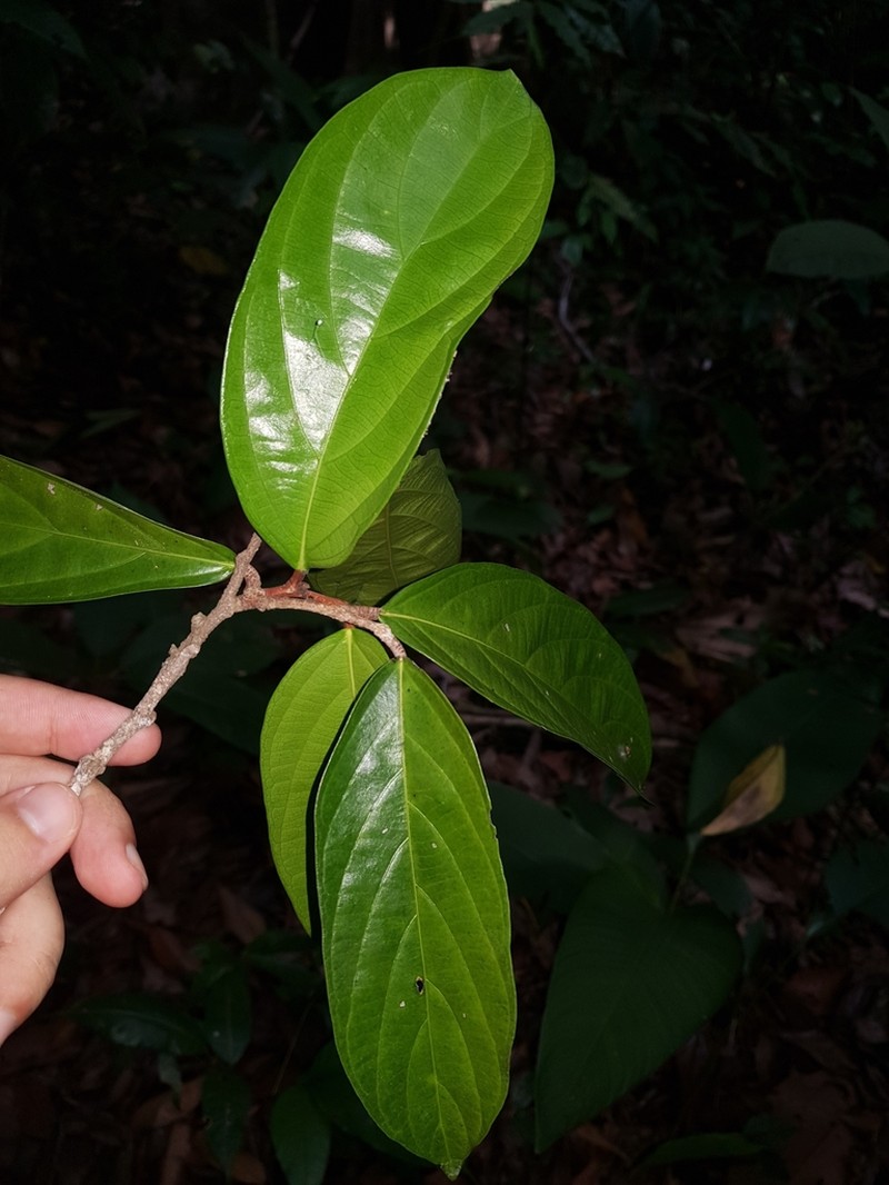 Ampelocera macrocarpa photo 8