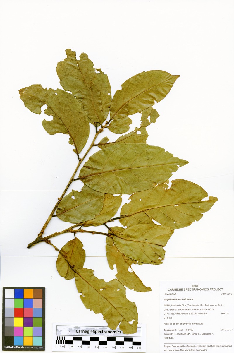 Ampelocera ruizii