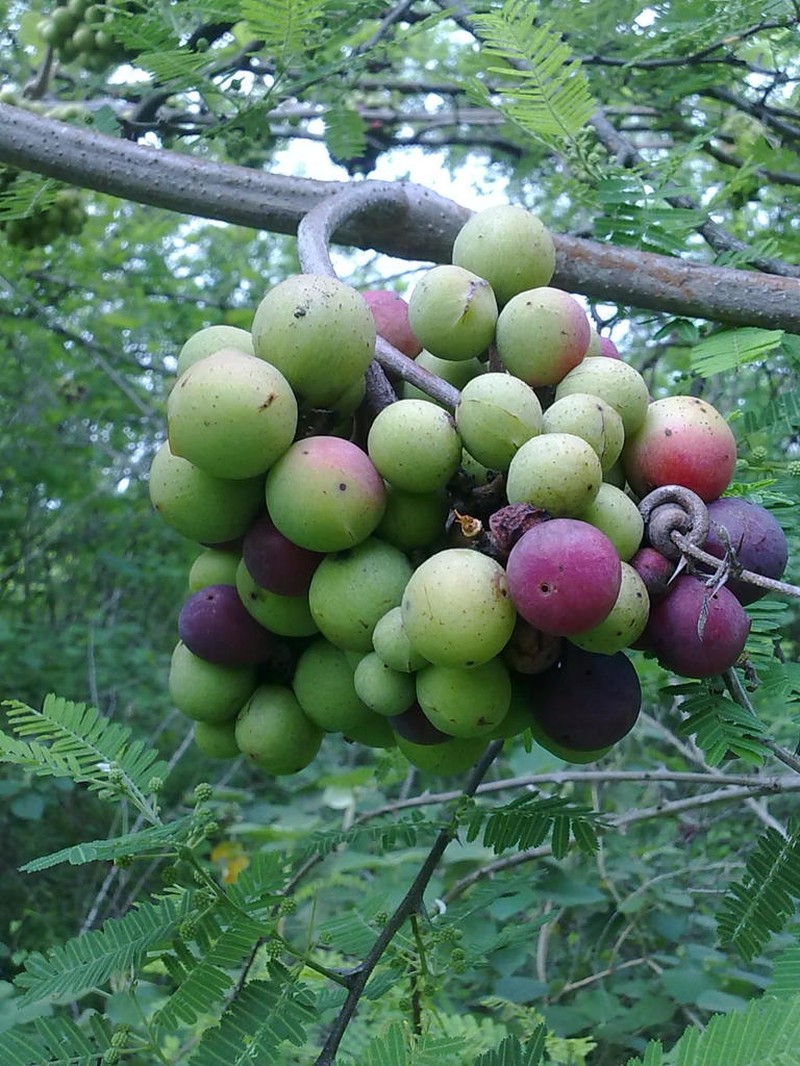 Ampelocissus acapulcensis