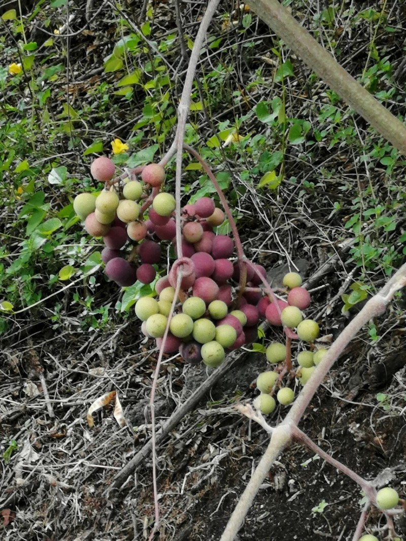 Ampelocissus acapulcensis photo 2