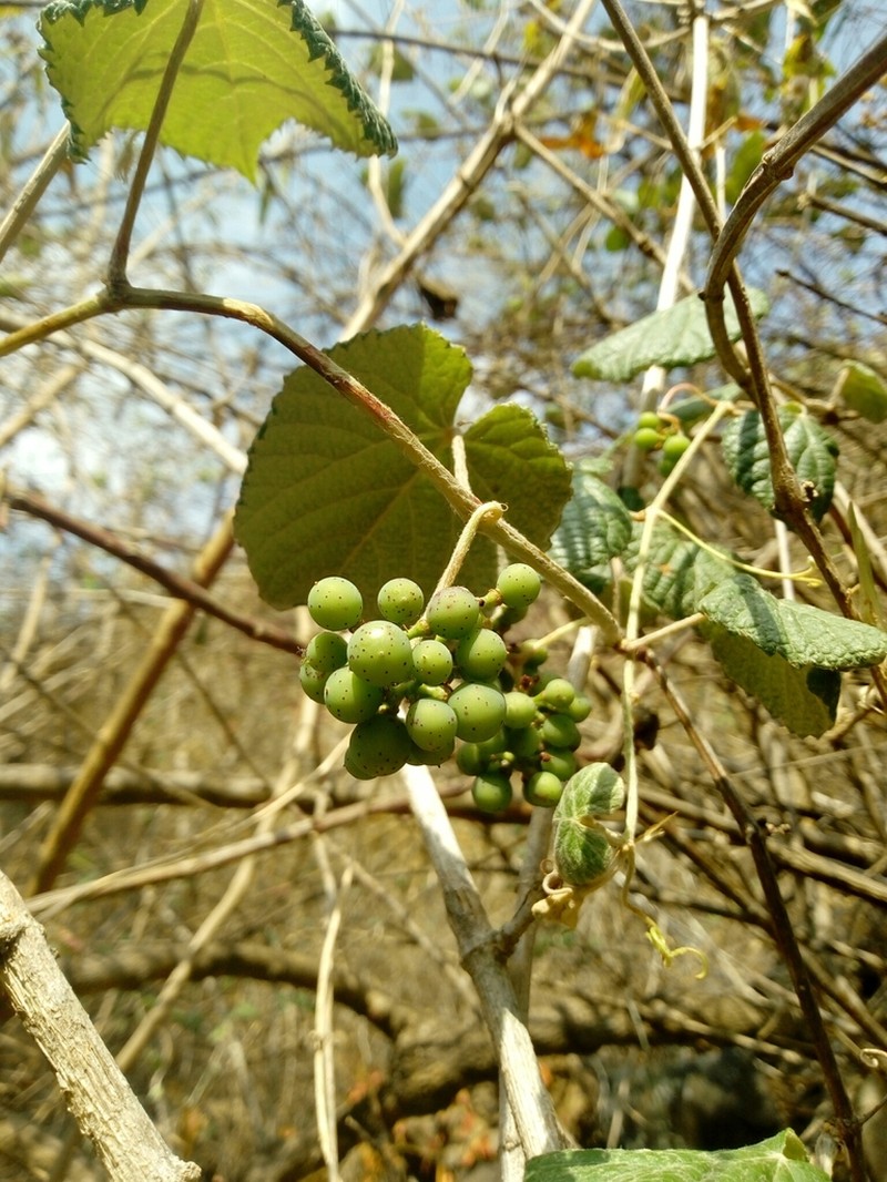 Ampelocissus acapulcensis photo 3