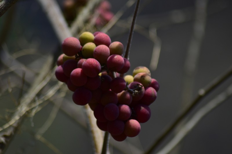Ampelocissus acapulcensis photo 4