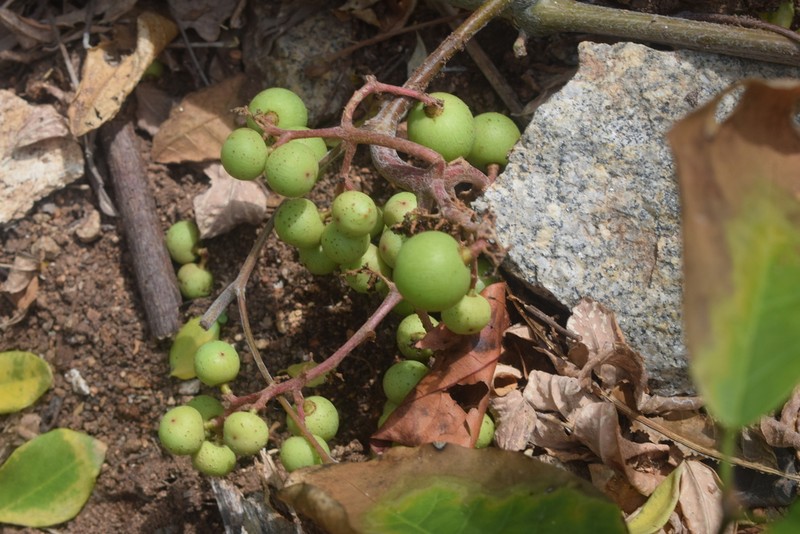 Ampelocissus acapulcensis photo 5