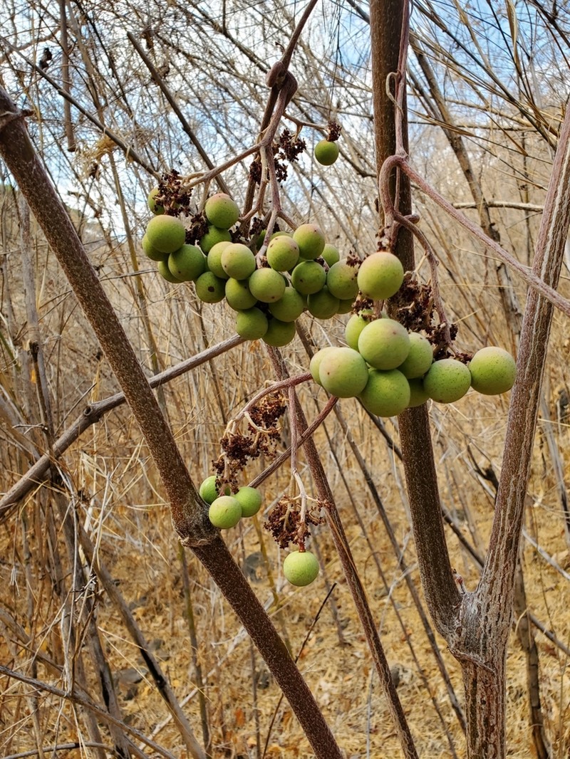Ampelocissus acapulcensis photo 6