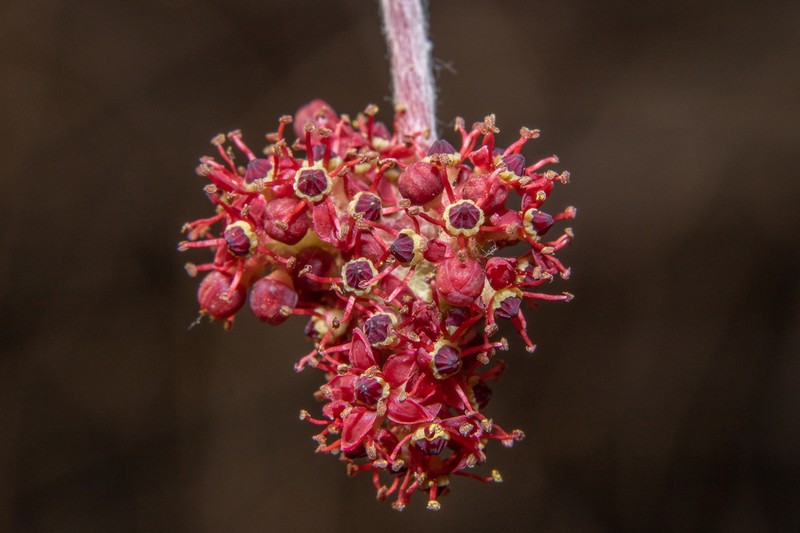 Ampelocissus acapulcensis photo 7