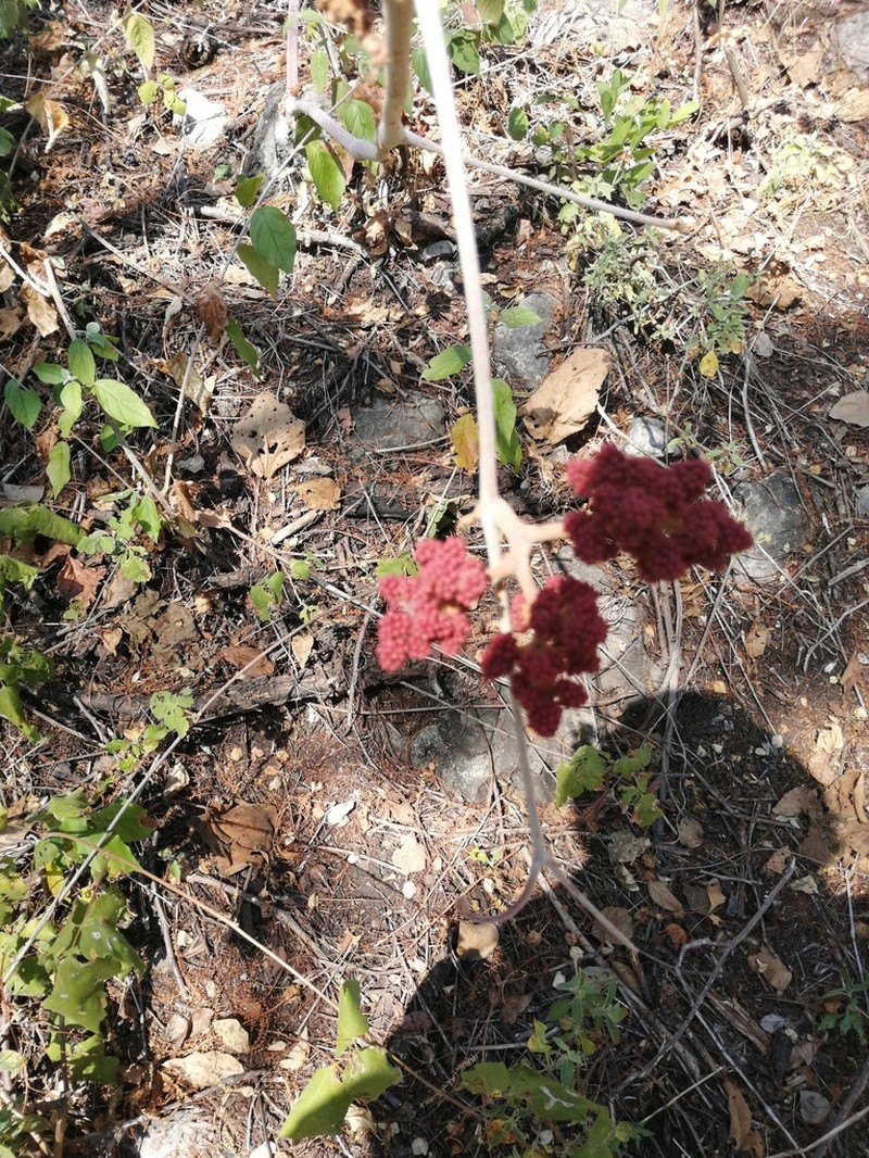 Ampelocissus acapulcensis photo 8