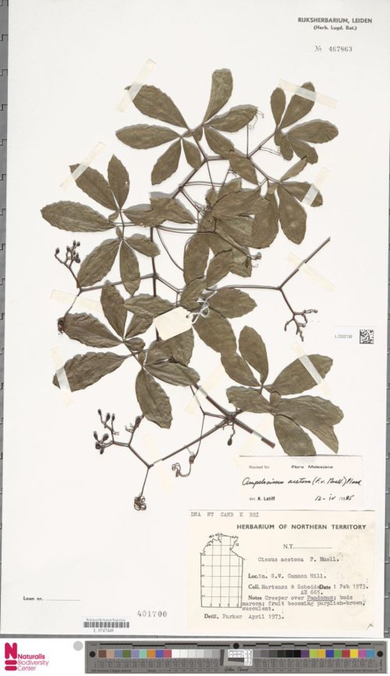 Ampelocissus acetosa