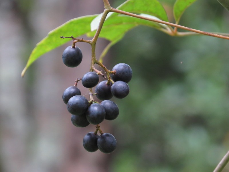 Ampelocissus acetosa photo 3