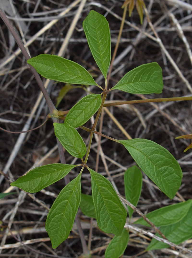 Ampelocissus acetosa photo 4