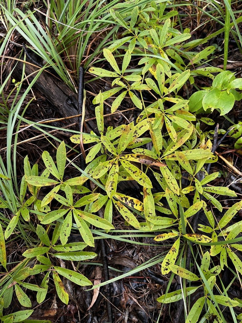 Ampelocissus acetosa photo 5