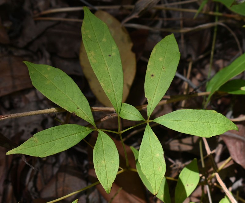 Ampelocissus acetosa photo 6