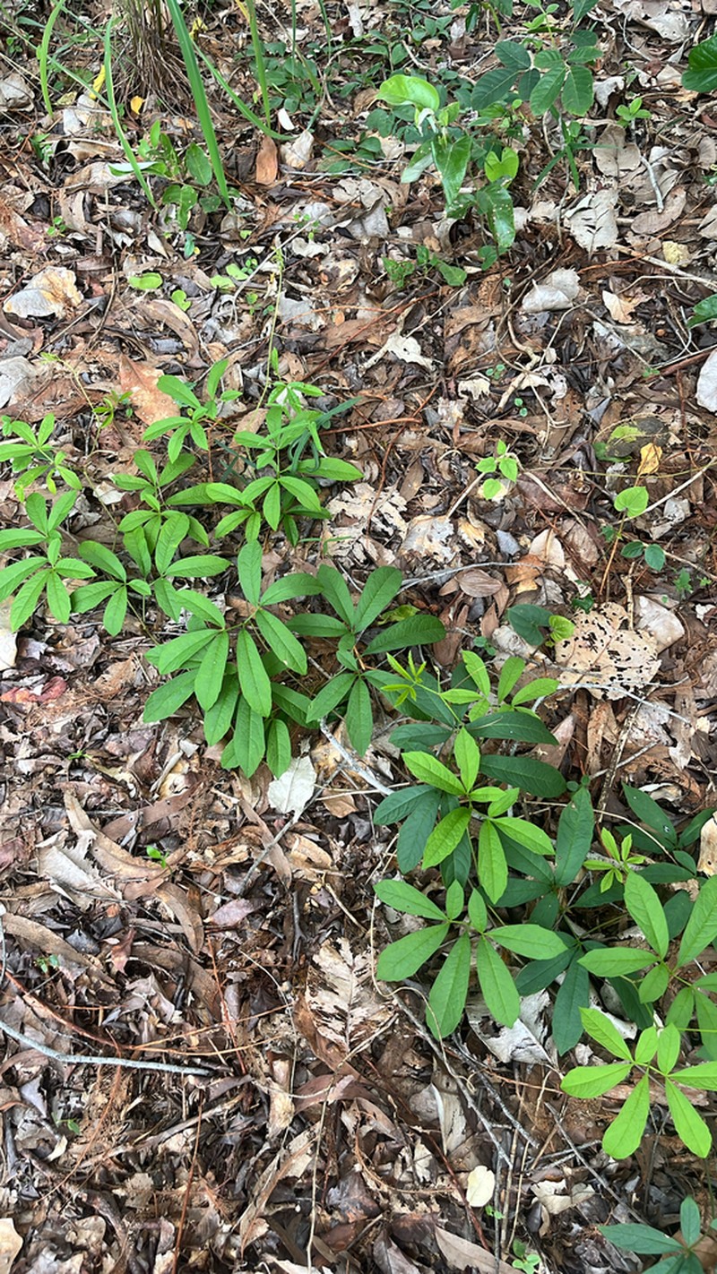 Ampelocissus acetosa photo 7