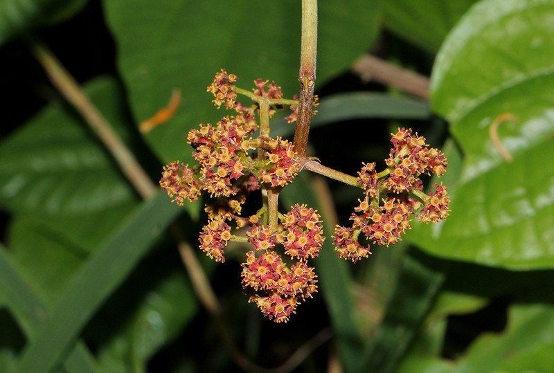 Ampelocissus africana