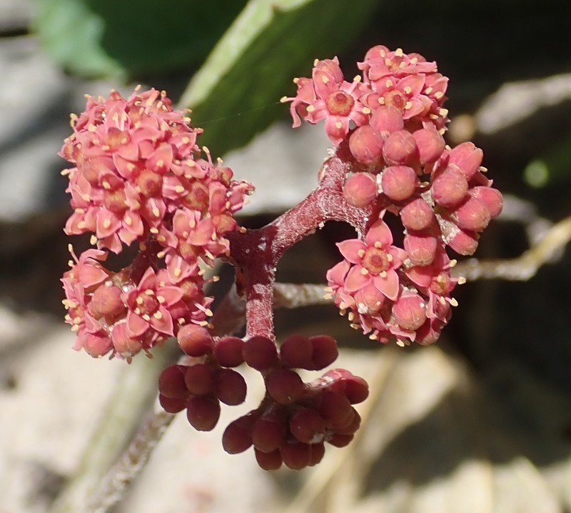 Ampelocissus africana photo 2