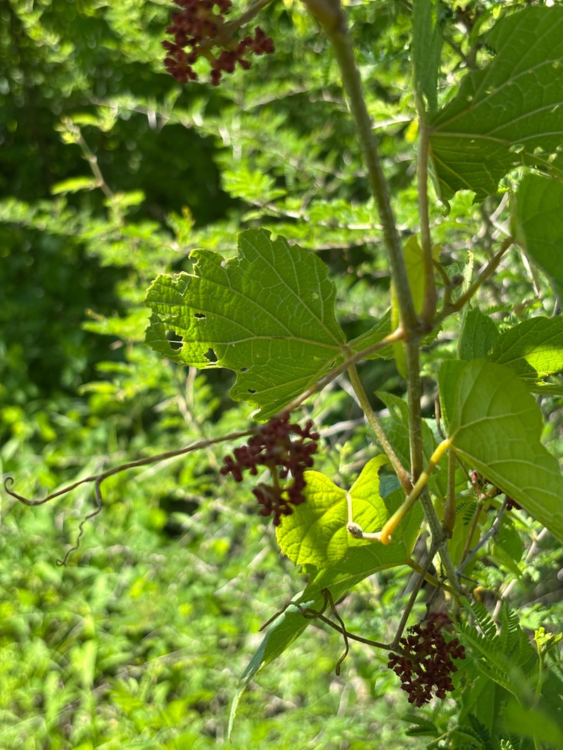 Ampelocissus africana photo 3