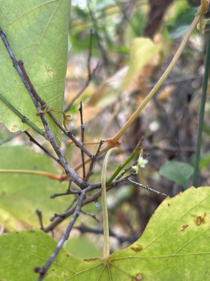 Ampelocissus africana photo 4