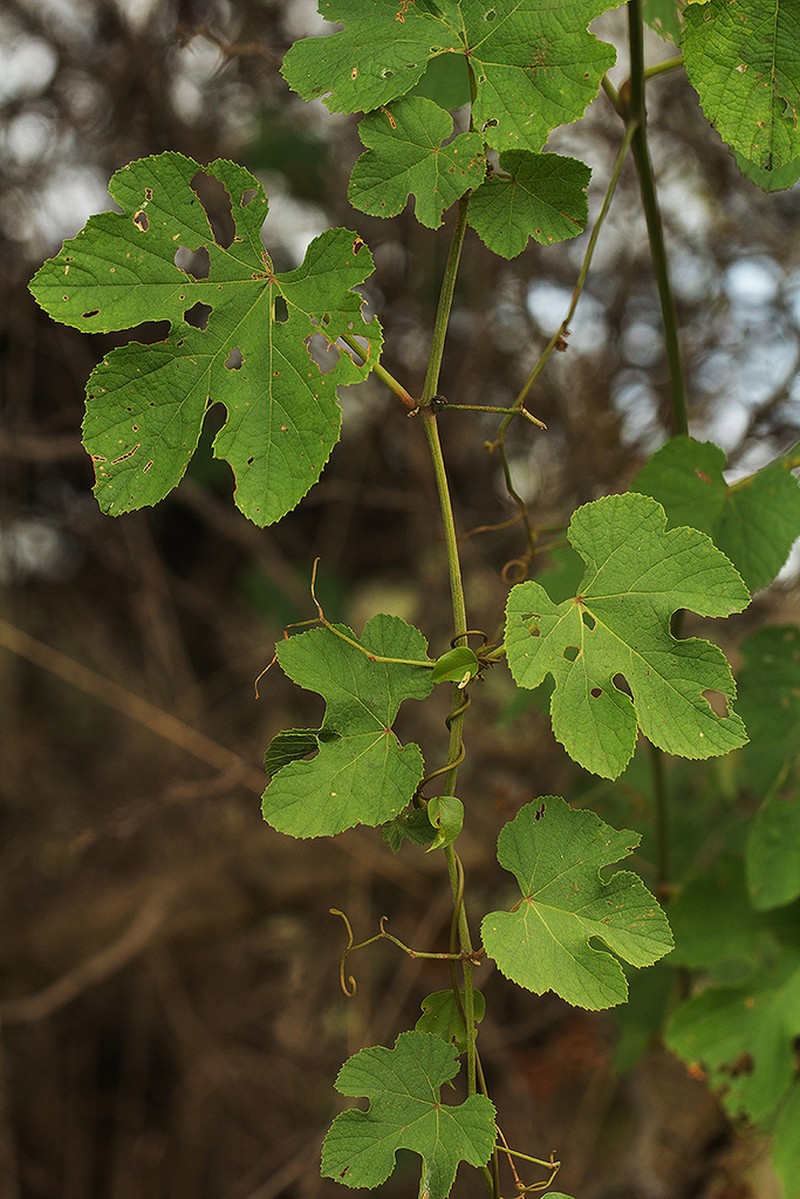 Ampelocissus africana photo 5