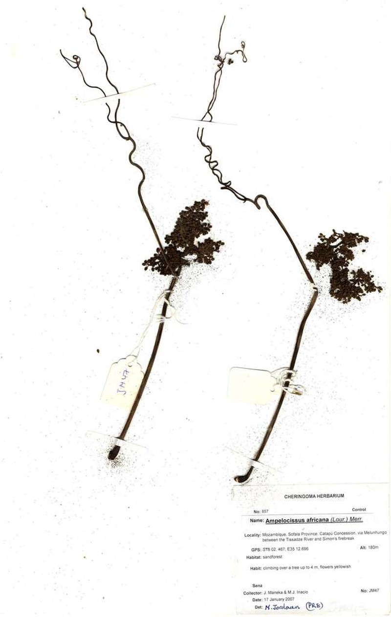Ampelocissus africana photo 6