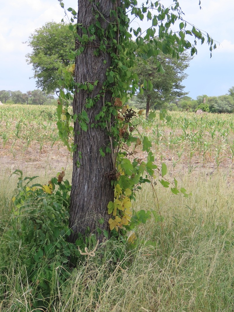 Ampelocissus africana photo 7