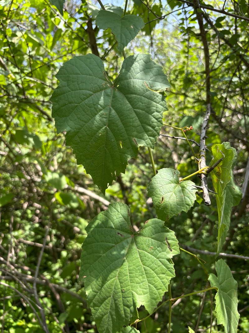 Ampelocissus africana photo 8