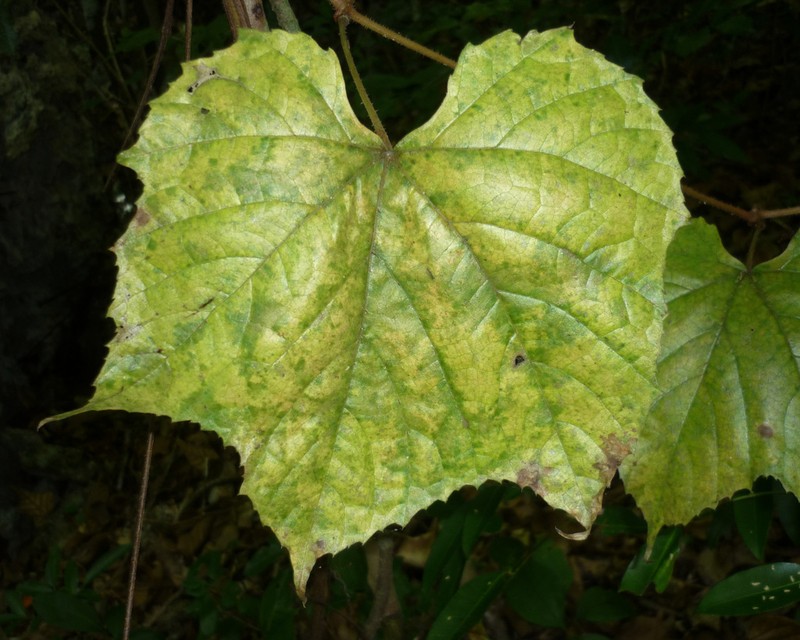 Ampelocissus arachnoidea