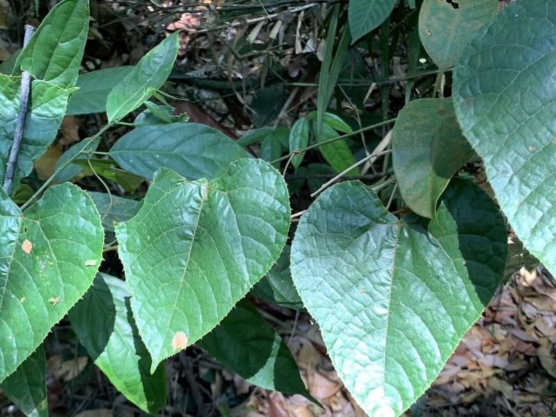 Ampelocissus ascendiflora photo 3