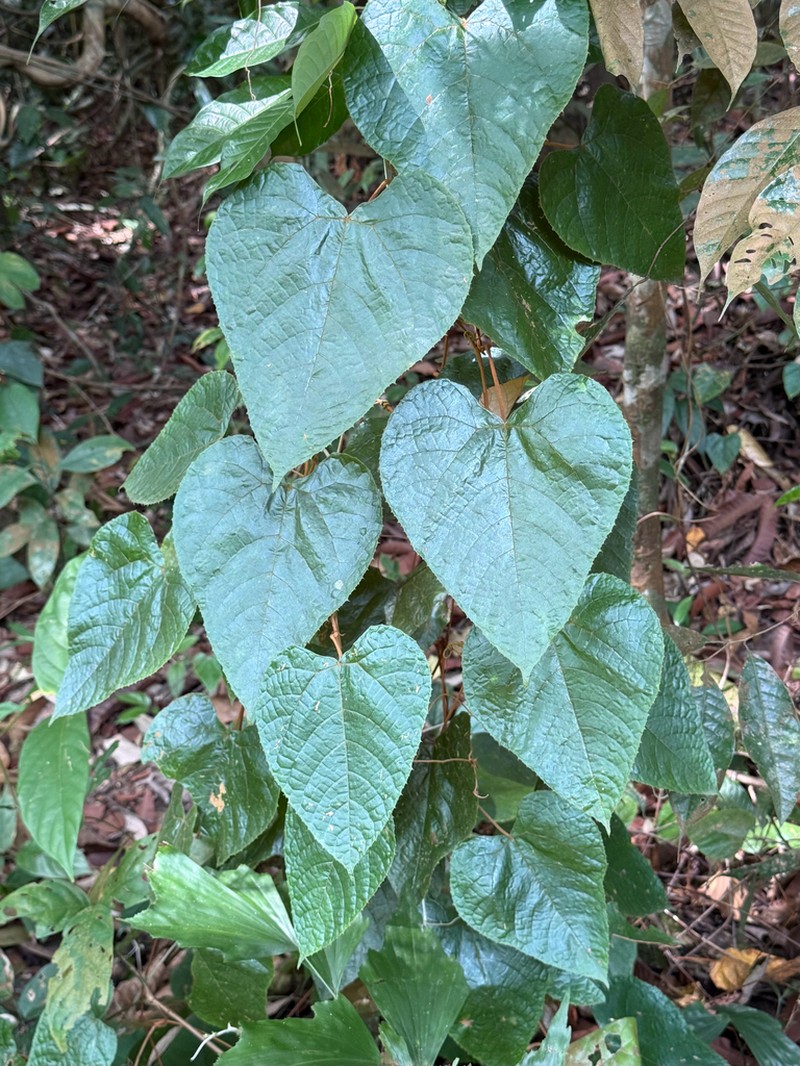 Ampelocissus ascendiflora photo 4