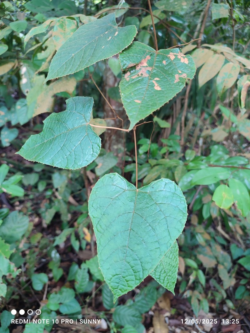 Ampelocissus ascendiflora photo 7