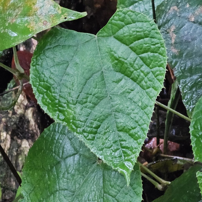 Ampelocissus ascendiflora photo 8