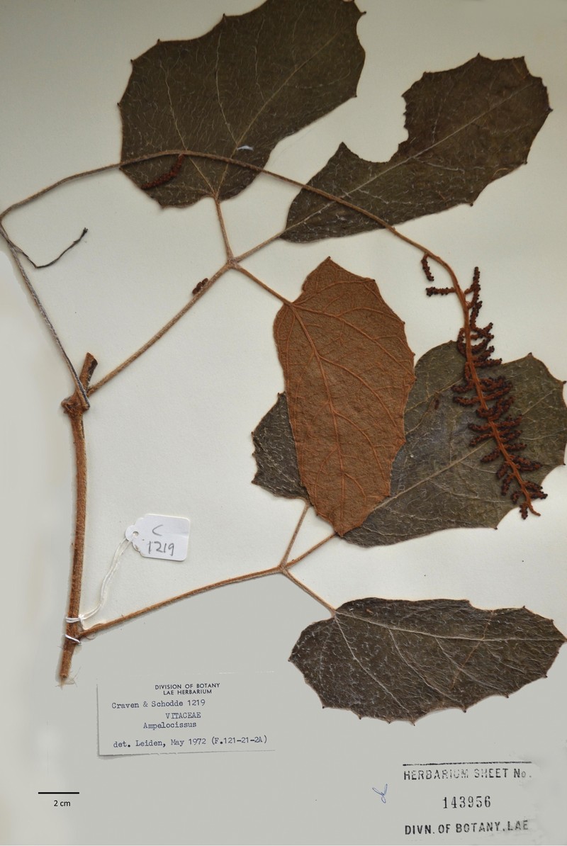 Ampelocissus asekii