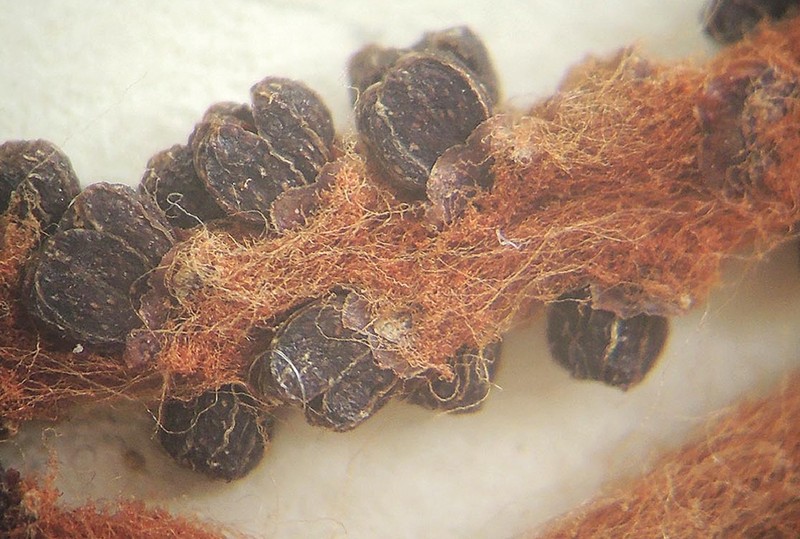 Ampelocissus asekii photo 2