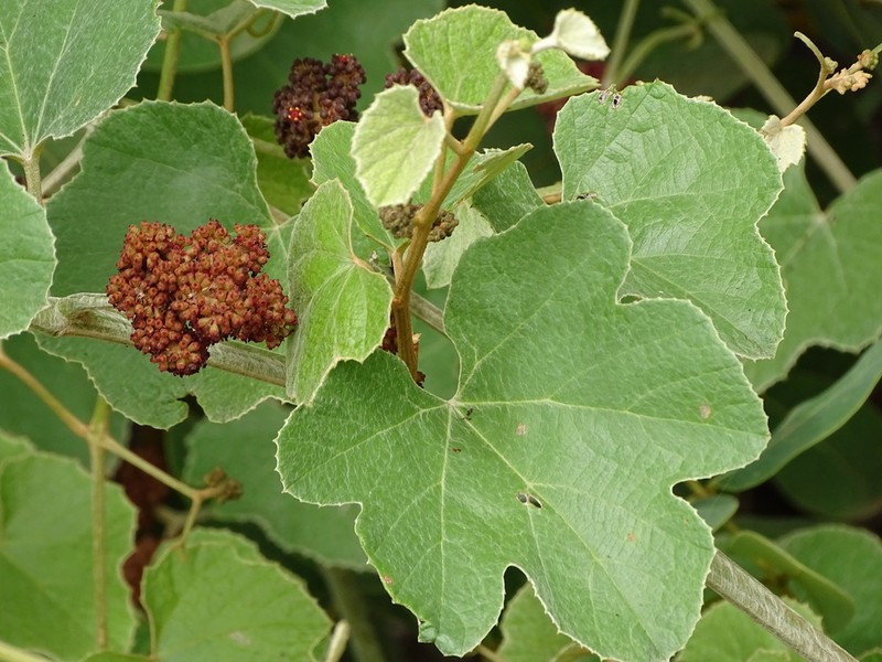 Ampelocissus bombycina photo 3