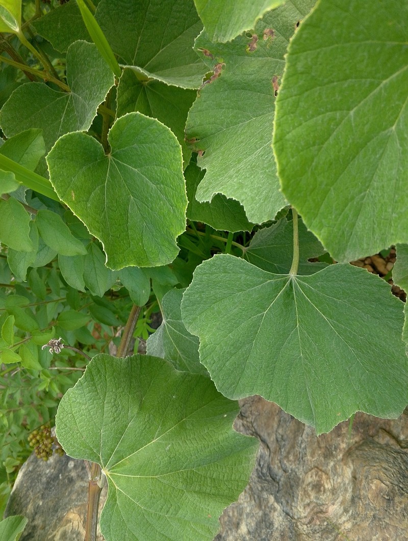 Ampelocissus bombycina photo 4