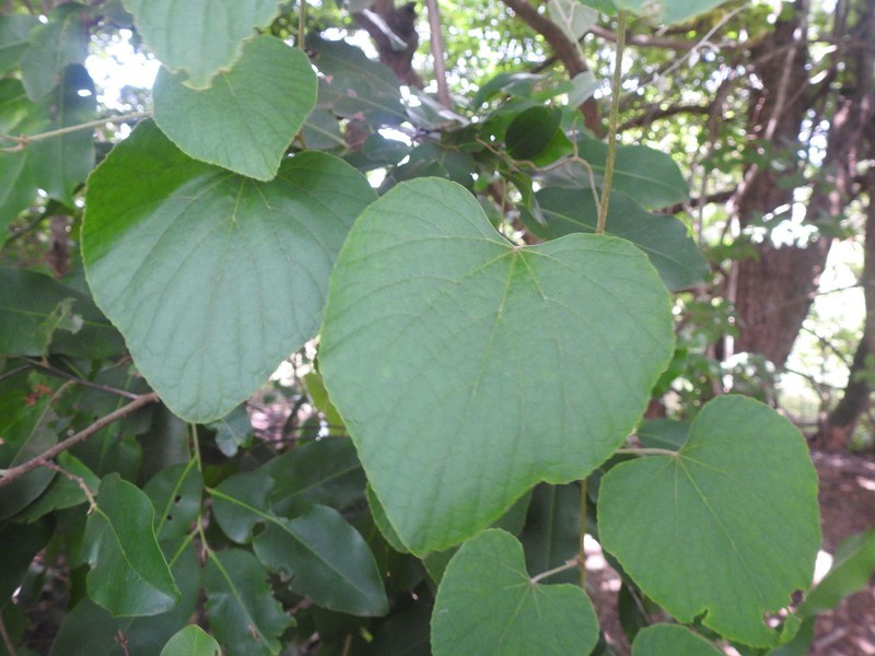 Ampelocissus bombycina photo 5