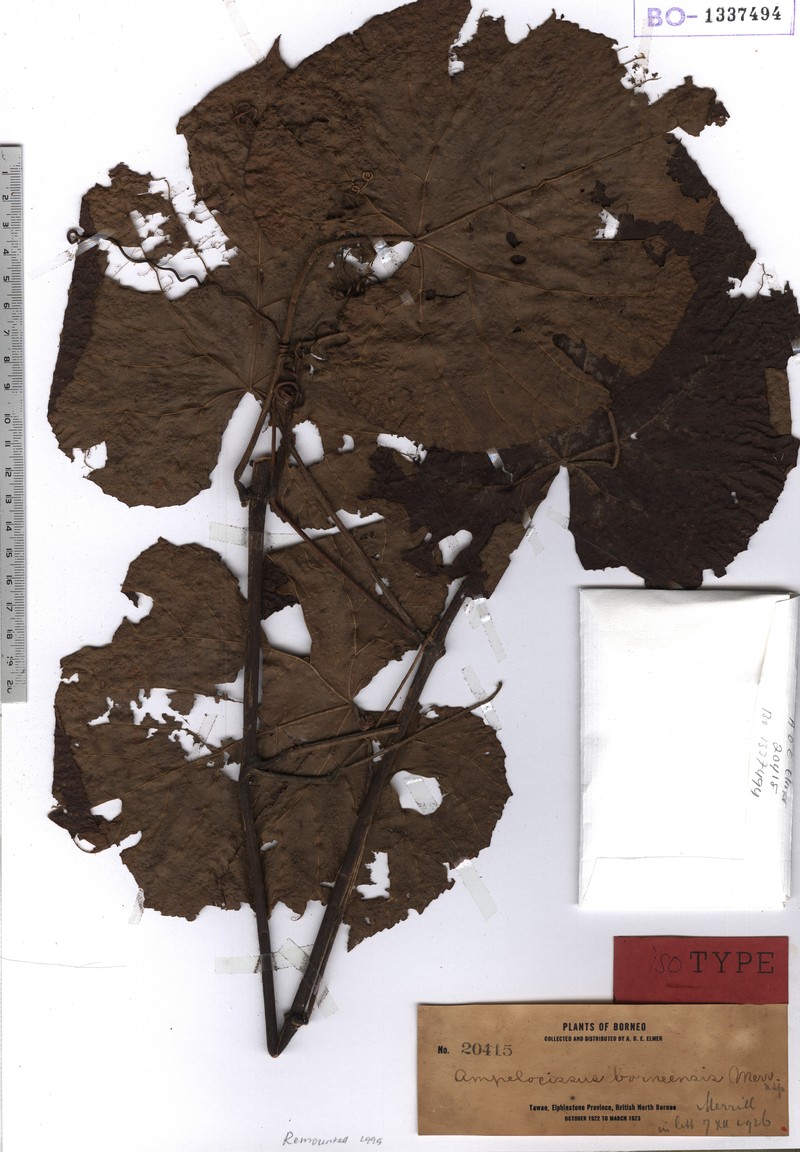 Ampelocissus borneensis