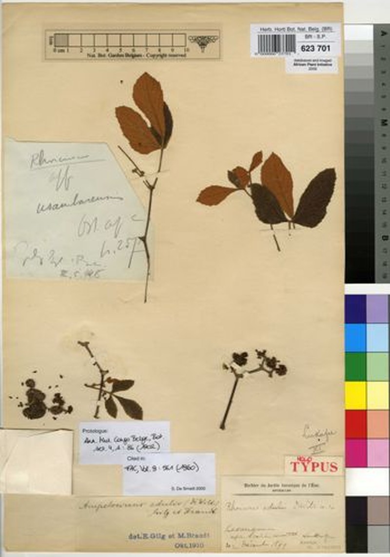Ampelocissus edulis