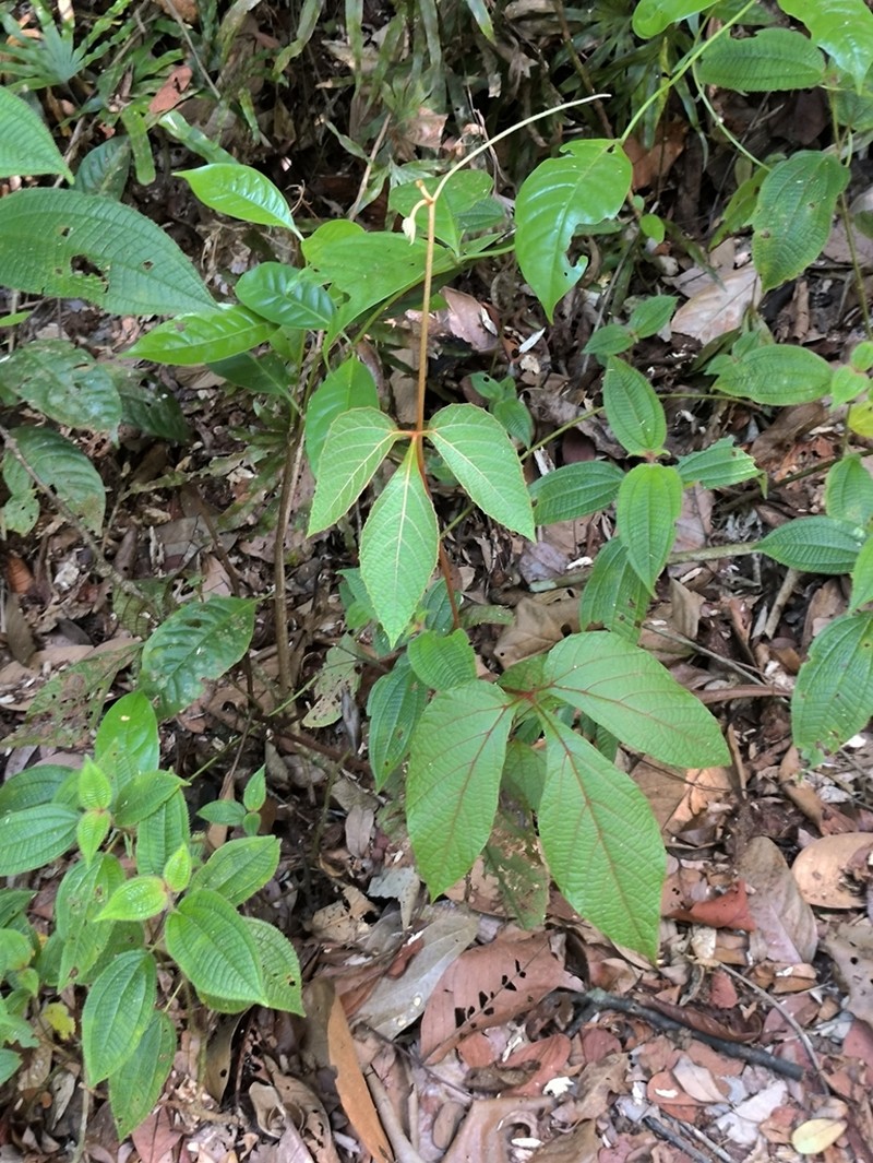 Ampelocissus elegans photo 2