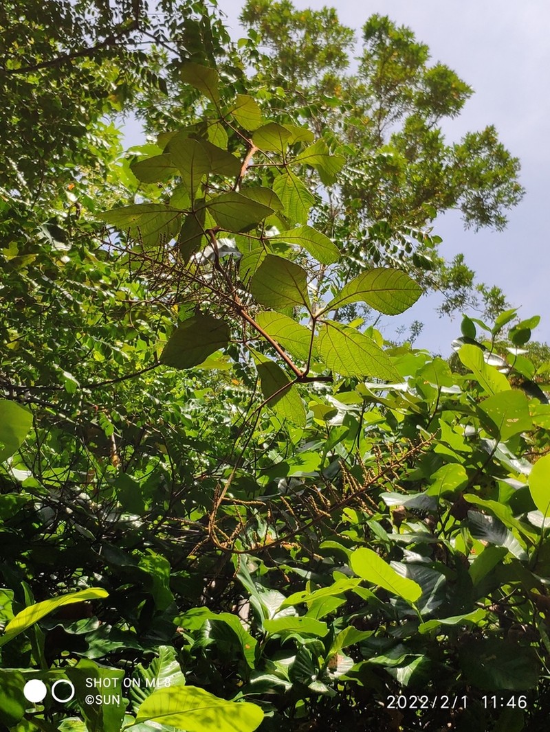 Ampelocissus elegans photo 3