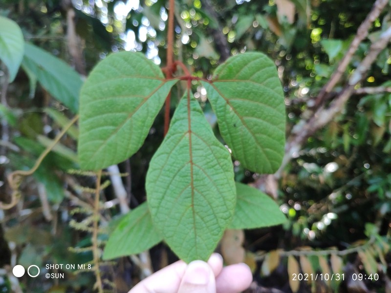 Ampelocissus elegans photo 5