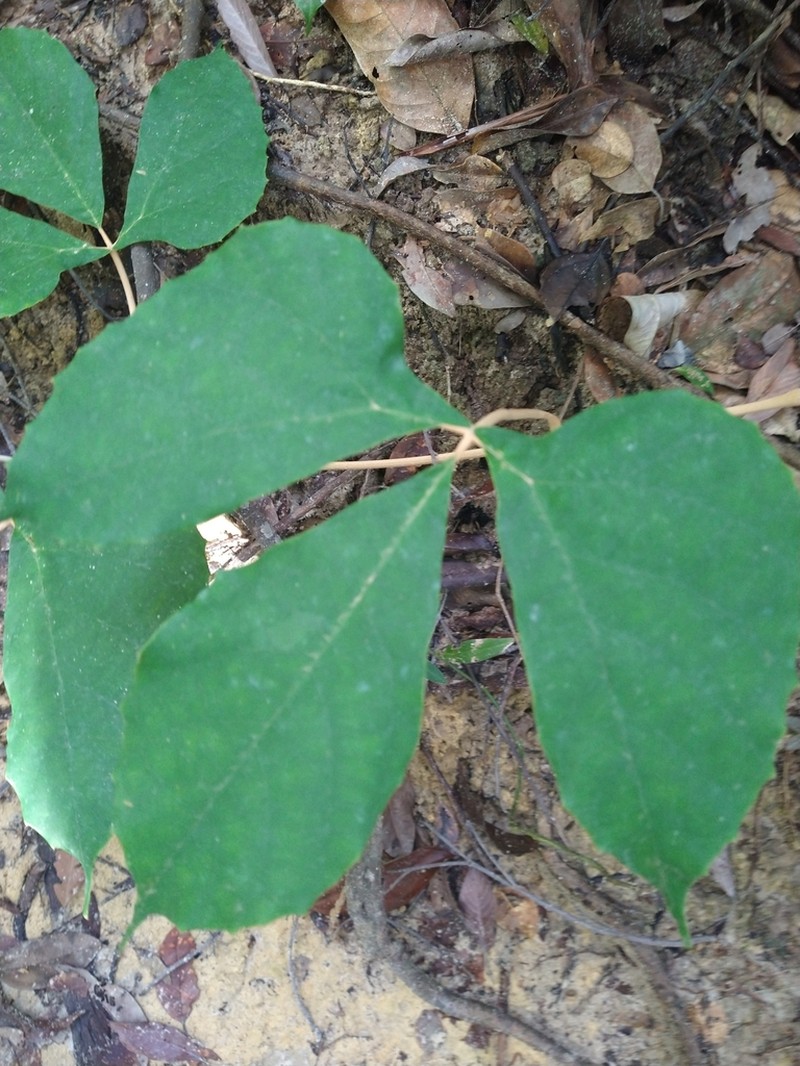 Ampelocissus elegans photo 6