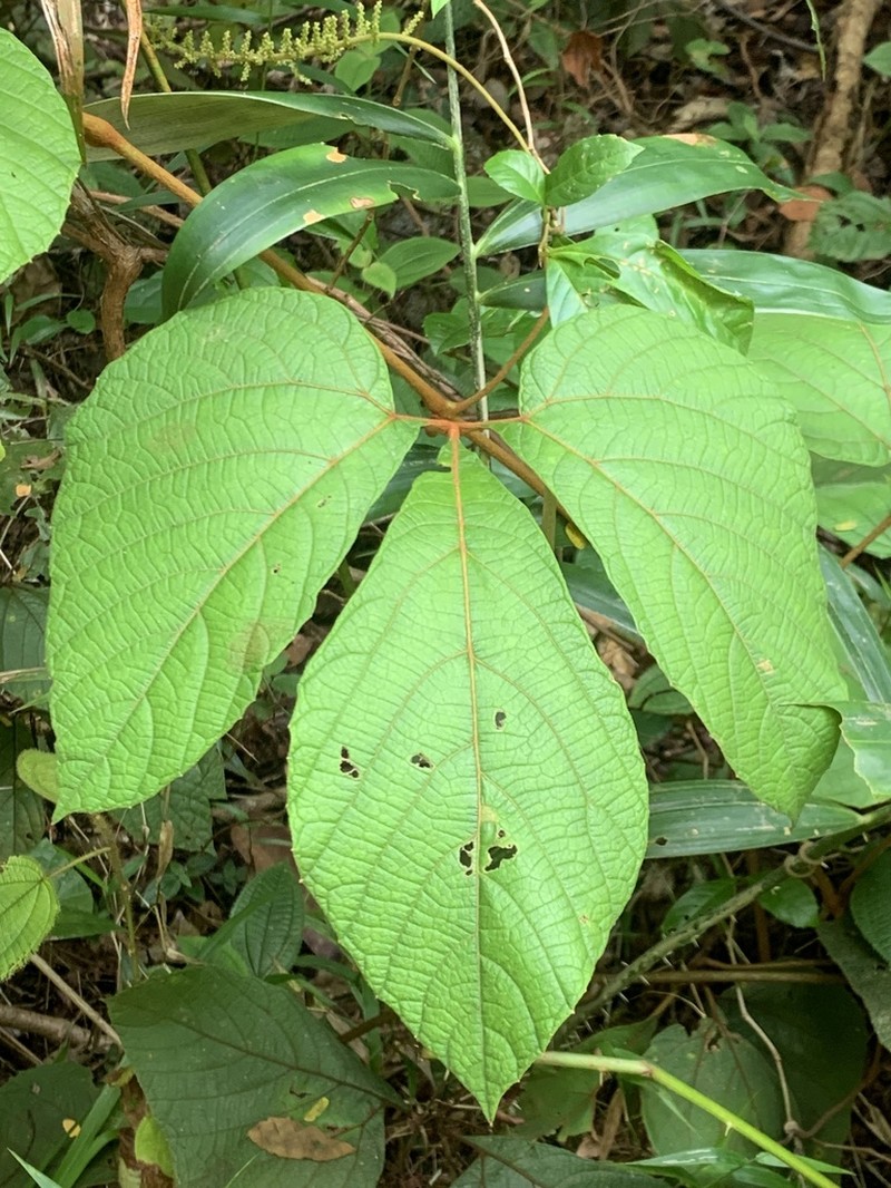 Ampelocissus elegans photo 7