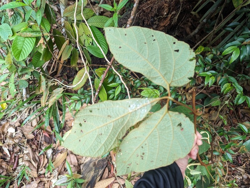 Ampelocissus elegans photo 8