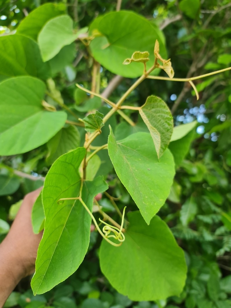 Ampelocissus elephantina photo 3