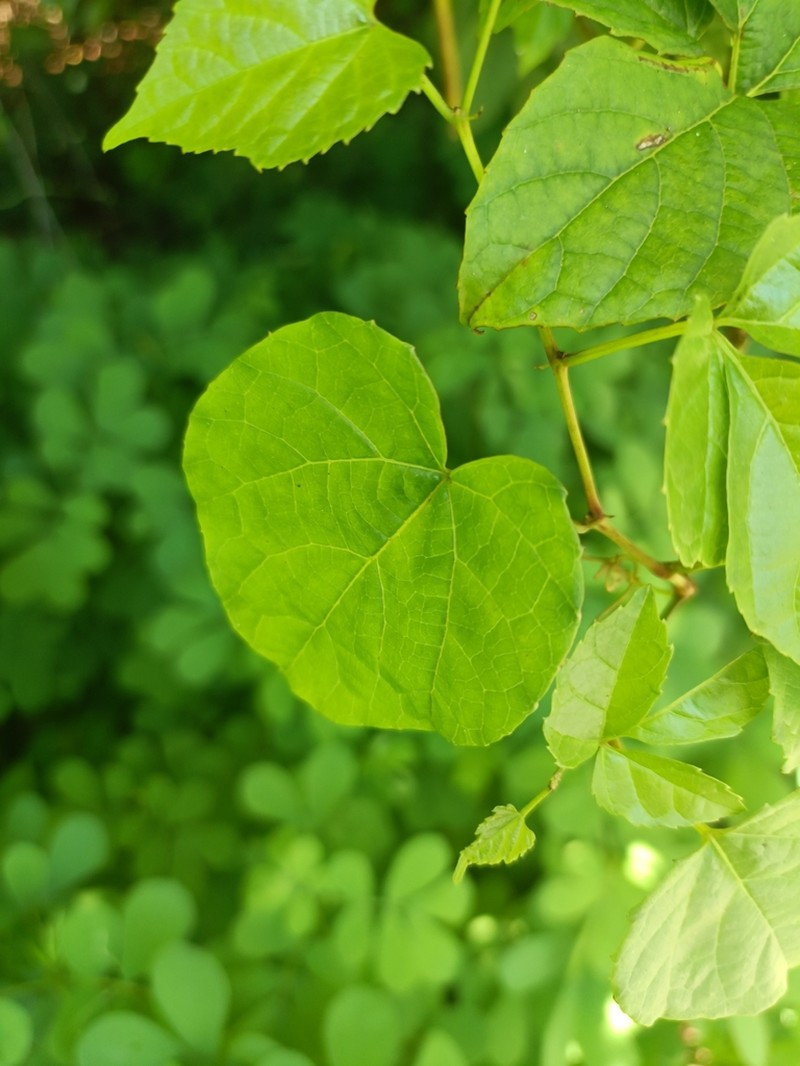 Ampelocissus elephantina photo 4