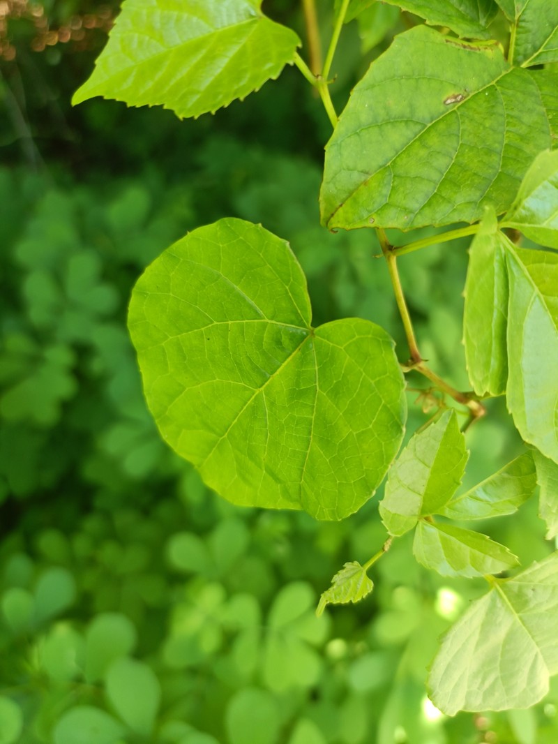 Ampelocissus elephantina photo 5