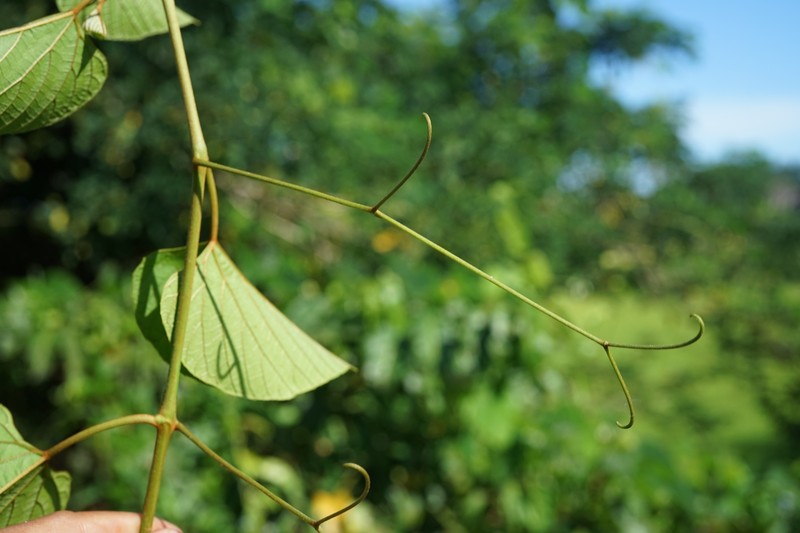 Ampelocissus elephantina photo 6