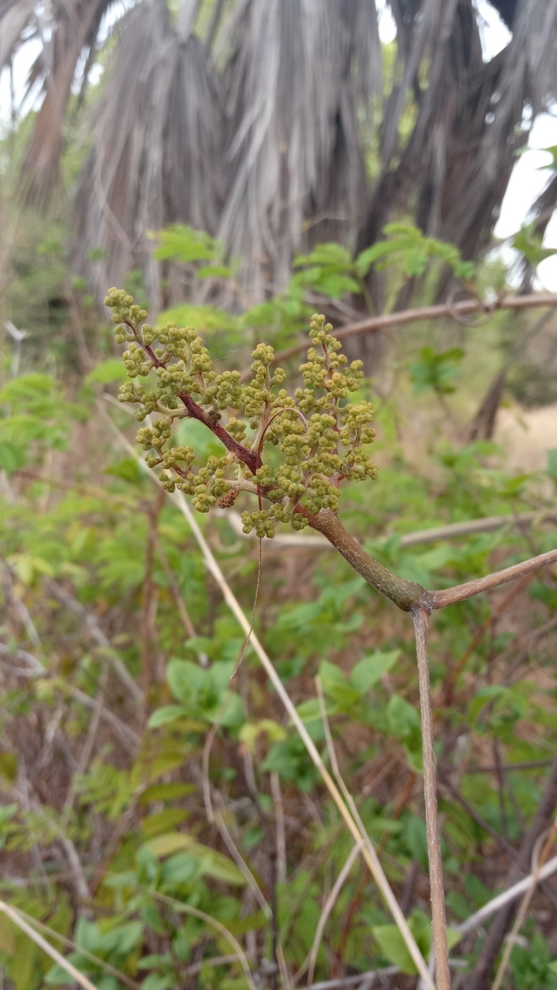 Ampelocissus elephantina photo 8