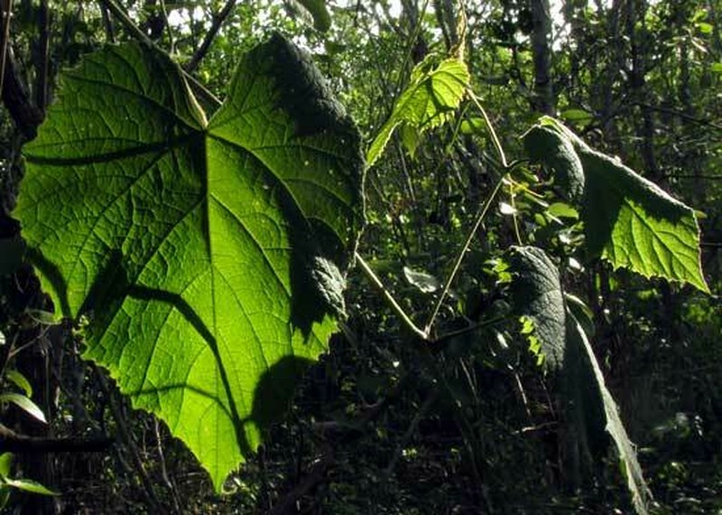 Ampelocissus erdvendbergiana photo 4